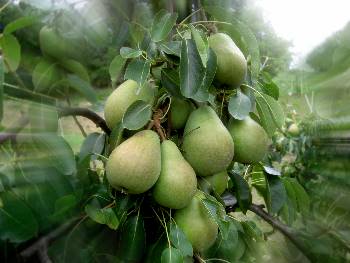 äpfel am Baum