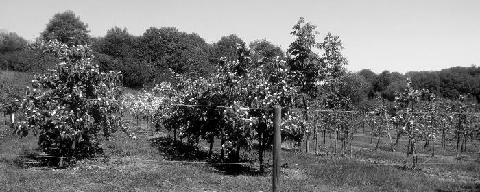 Graustufen: Blick auf eines unserer Obstfelder